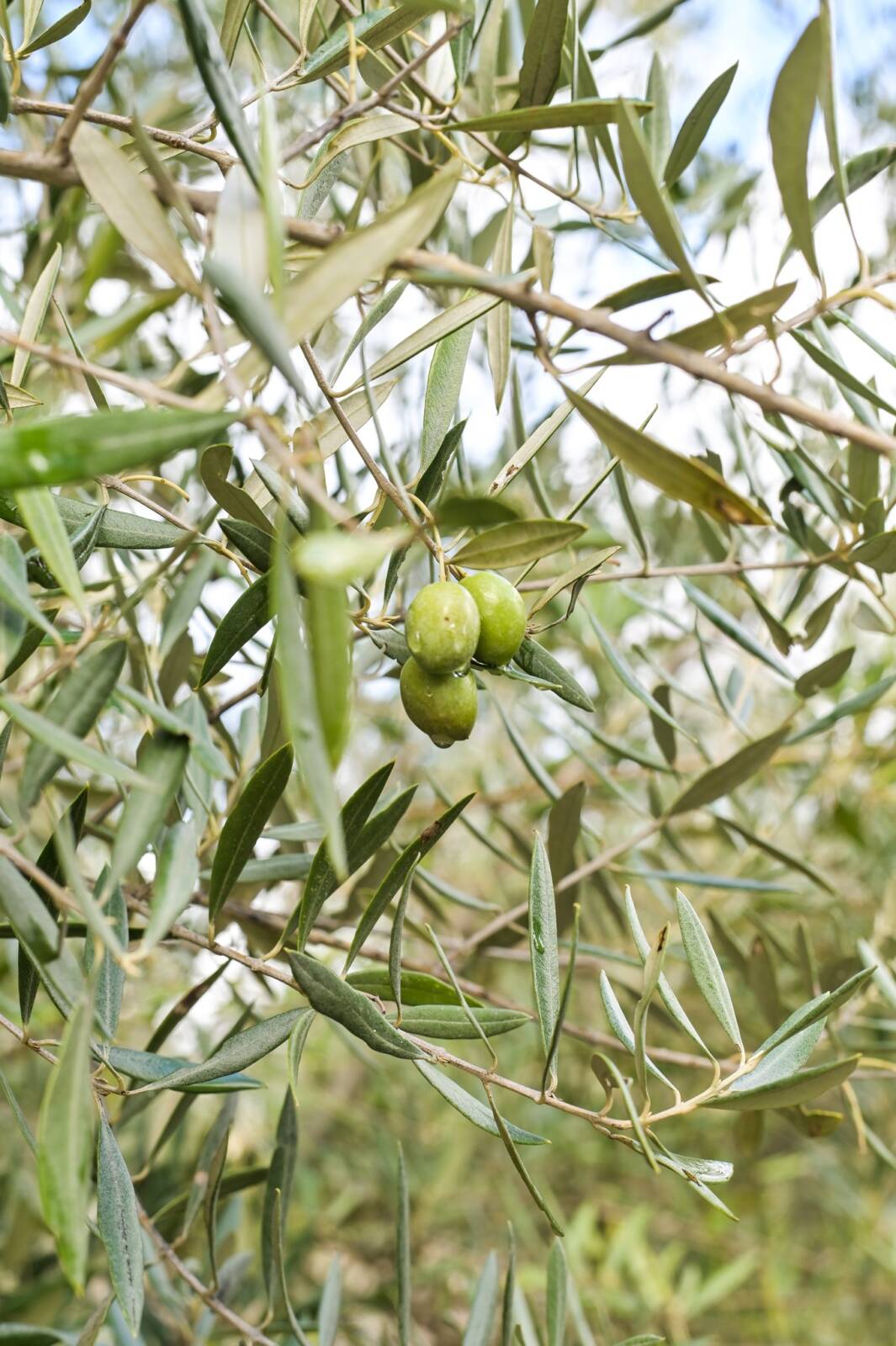 Alcalá Oliva | Aceite de Oliva Virgen Extra