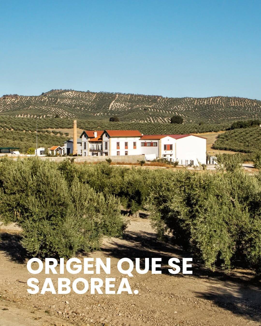 Aceite de Oliva Virgen Extra
